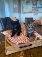 Gezonde, sterke kittens, Dieren en Toebehoren, Katten en Kittens | Overige Katten, Meerdere dieren, Kortharig, 0 tot 2 jaar