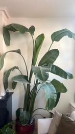 strelizia plant 300 cm +, Huis en Inrichting, Kamerplanten, Ophalen, Overige soorten, 200 cm of meer