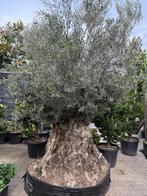 Olea europaea - Olijfboom-olijfbomen 260/280 cm stamomtrek!, Verzenden, Olijfboom, 250 tot 400 cm, Zomer