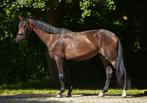️Unieke kans️ uit de halfzus van JOVIAN. Fürst DiorXFerguson, Merrie, Dressuurpaard, 3 tot 6 jaar, 160 tot 165 cm