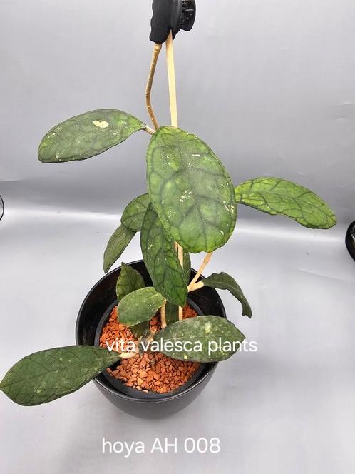 Hoya AH 008 nr 2, Huis en Inrichting, Kamerplanten, Overige soorten, Minder dan 100 cm, Bloeiende kamerplant, Halfschaduw, In pot