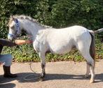 Mooie appaloosa welsh hengst, Dieren en Toebehoren, Pony's, Hengst, Onbeleerd, B pony (1.17m tot 1.27m), 0 tot 2 jaar