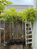 Wisteria’s of blauwe regen kleur blauw op stam vorm pst39,50, Tuin en Terras, Ophalen, Zomer, Overige soorten, Halfschaduw
