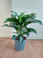 Aglaonema Silver Bay - Chinese Evergreen H: 60 cm., Ophalen, Overige soorten, Halfschaduw, Minder dan 100 cm