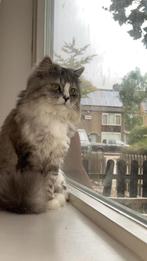 Lieve Perzich langhaar kitten, Kater, Langharig, 3 tot 5 jaar