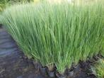 PANICUM  virg. northwind, Tuin en Terras, Planten | Tuinplanten, Vaste plant, Siergrassen, Ophalen, Volle zon