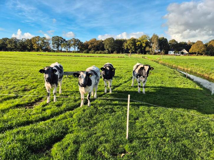 4 kruisling Belgische blauwe vaarsen. Pinken, Dieren en Toebehoren, Stalling en Weidegang