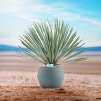 Yucca Rostrata - Palmlelie g89818, Tuin en Terras, Planten | Tuinplanten, Ophalen of Verzenden