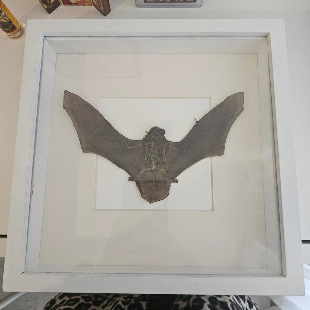 Ingelijste vleermuis, Verzamelen, Dierenverzamelingen, Verzenden, Zo goed als nieuw, Insect, Opgezet dier