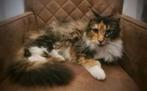 Maine coon poes met stamboom en testen, niet gesteriliseerd, Dieren en Toebehoren, Katten en Kittens | Raskatten | Langhaar, Poes