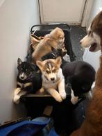 Husky / Australian Shepherd Puppies (Male), Dieren en Toebehoren, Honden | Niet-rashonden, Meerdere, Meerdere dieren, Middel, Nederland