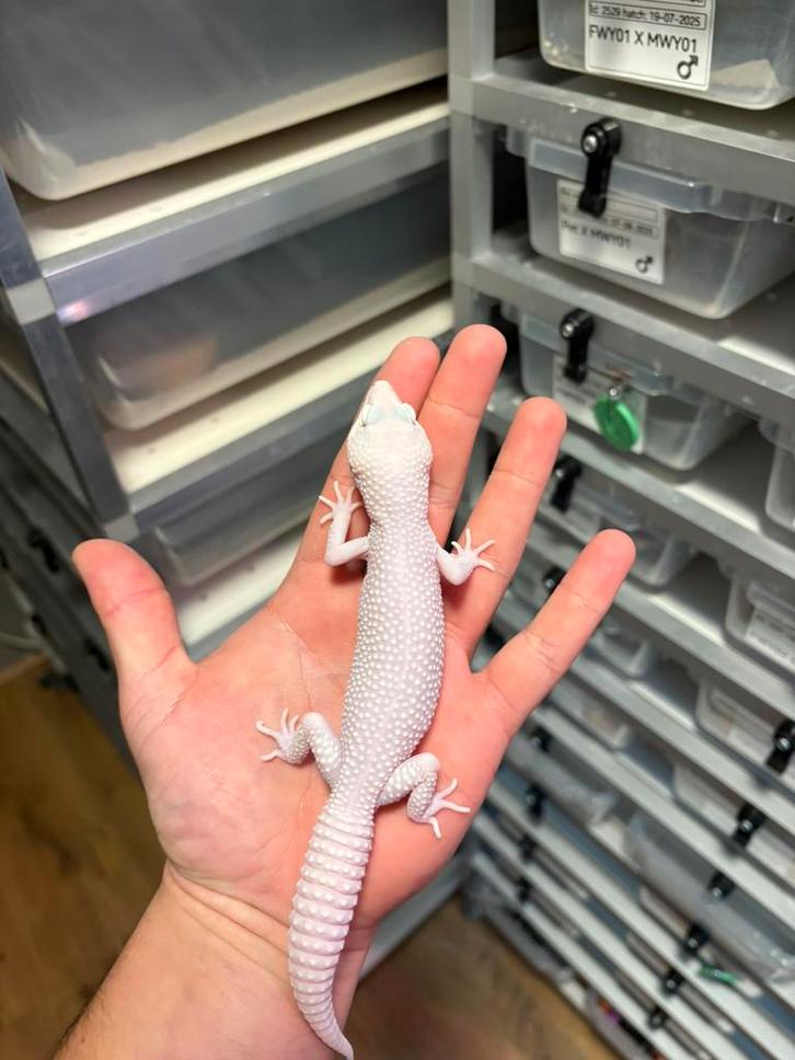 1.0 (ms/ss)(g/sg) diablo blanco luipaardgekko, Dieren en Toebehoren, Reptielen en Amfibieën, Hagedis, 0 tot 2 jaar