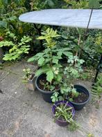 Inheemse bomen in aanbieding! Gifvrij gekweekt, Ophalen
