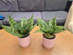 Kamerplanten, Ophalen, Overige soorten, Minder dan 100 cm