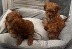 Toy en Dwerg Poedeltjes, Poedel, CDV (hondenziekte), 8 tot 15 weken, Meerdere dieren