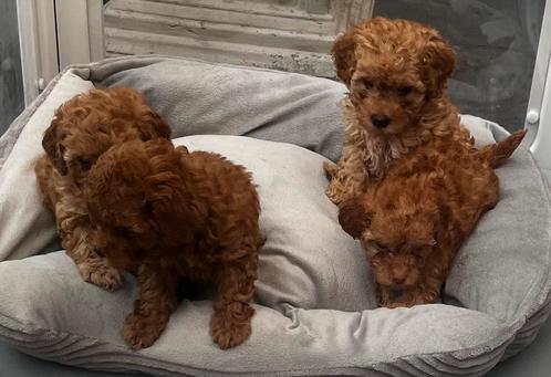 Toy en Dwerg Poedeltjes, Dieren en Toebehoren, Honden | Chihuahua's en Gezelschapshonden, Meerdere dieren, Poedel, Particulier