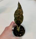 Sansevieria Kirkii Coppertone stek, Huis en Inrichting, Ophalen of Verzenden, Halfschaduw, Minder dan 100 cm