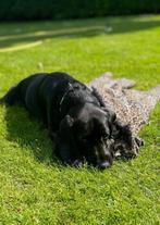 Cocker spaniel kruising Beagle ter adoptie, 6 jaar of ouder, Reu, CDV (hondenziekte), Eén hond