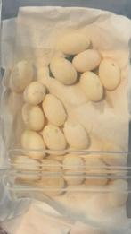 Reptielen eiren gezocht, Dieren en Toebehoren, Overige soorten, 0 tot 2 jaar