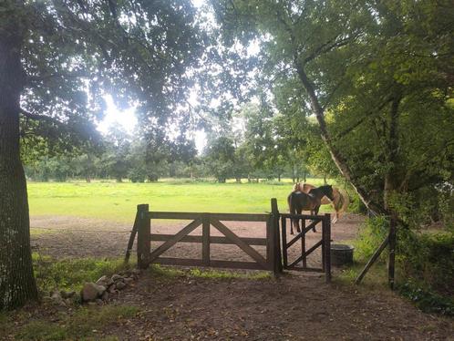 Weiland met stal te huur, Dieren en Toebehoren, Stalling en Weidegang