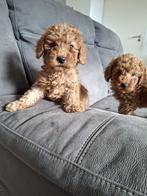 Super mooie, perfect gesocialiseerde dwergpoedel pups, Dieren en Toebehoren, Poedel, CDV (hondenziekte), 8 tot 15 weken, Meerdere