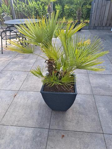 Chamaerops humilis, zeer winterhard. Ophalen in Gapinge beschikbaar voor biedingen