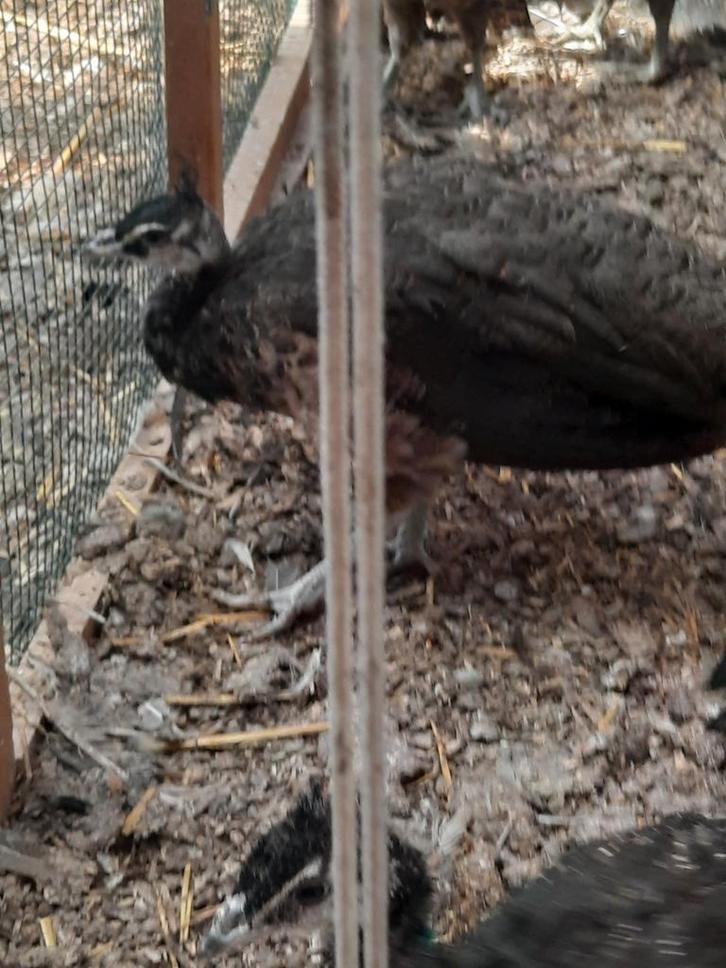 Pauwen teab, Dieren en Toebehoren, Pluimvee, Overige soorten, Meerdere dieren