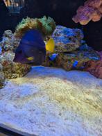 Zebrasoma xanthurum, Dieren en Toebehoren, Vis, Zoutwatervis