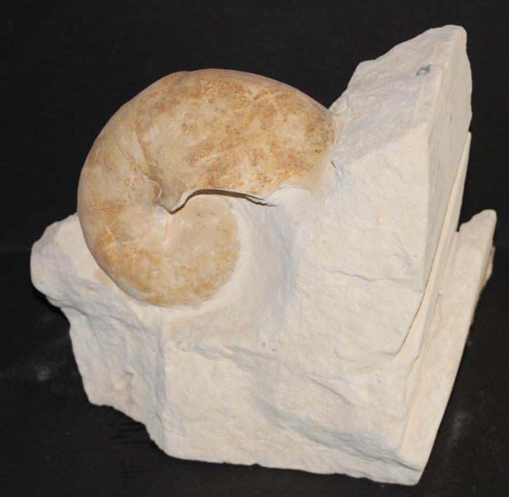 Nautilus Boven-Krijt, Verzamelen, Mineralen en Fossielen, Fossiel, Ophalen of Verzenden