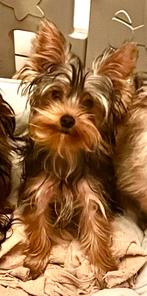 Yorkshire terrier reutje, Dieren en Toebehoren, Honden | Chihuahua's en Gezelschapshonden, 15 weken tot 1 jaar, CDV (hondenziekte)