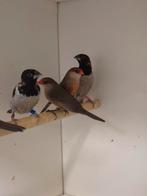 1-1 Bronzemannen, Dieren en Toebehoren, Meerdere dieren, Tropenvogel, Geringd