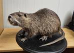geprepareerde Beverrat, Verzamelen, Dierenverzamelingen, Ophalen of Verzenden, Nieuw, Overige soorten, Opgezet dier