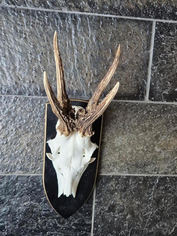 Ree Gewei op donker eiken schild jacht mancave f32, Verzamelen, Dierenverzamelingen, Gebruikt, Gewei of Kop, Hert, Ophalen of Verzenden