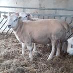Dekram schapen dekrammen, Dieren en Toebehoren, Schapen, Geiten en Varkens, Vrouwelijk, Schaap
