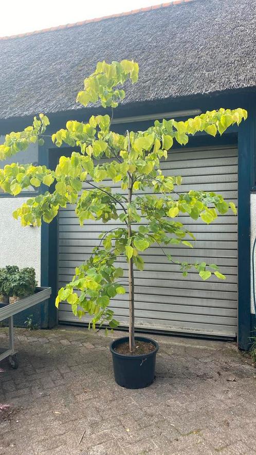 Cercis hearts of gold 2,40 hoog !, Tuin en Terras, Planten | Bomen, Overige soorten, Volle zon, Ophalen