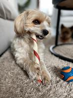 2 lieve hondjes zoeken nieuw thuis, Dieren en Toebehoren, Honden | Niet-rashonden, 6 jaar of ouder, Reu, Meerdere, Nederland