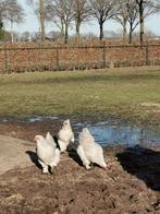 Prachtige Brahma Isabel haan + 2 kippen, Dieren en Toebehoren, Pluimvee, Meerdere dieren, Kip