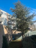 Gratis boom te kappen in Rotterdam, Volle zon, Bloeit niet, 400 cm of meer, Overige soorten