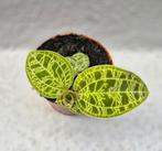 Jewel orchid Macodes Petola p6, Huis en Inrichting, Kamerplanten, Ophalen of Verzenden, Overige soorten, Minder dan 100 cm