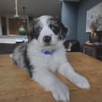 Pups friese stabij x corgi, Rabiës (hondsdolheid), 8 tot 15 weken, Teef, Eén hond