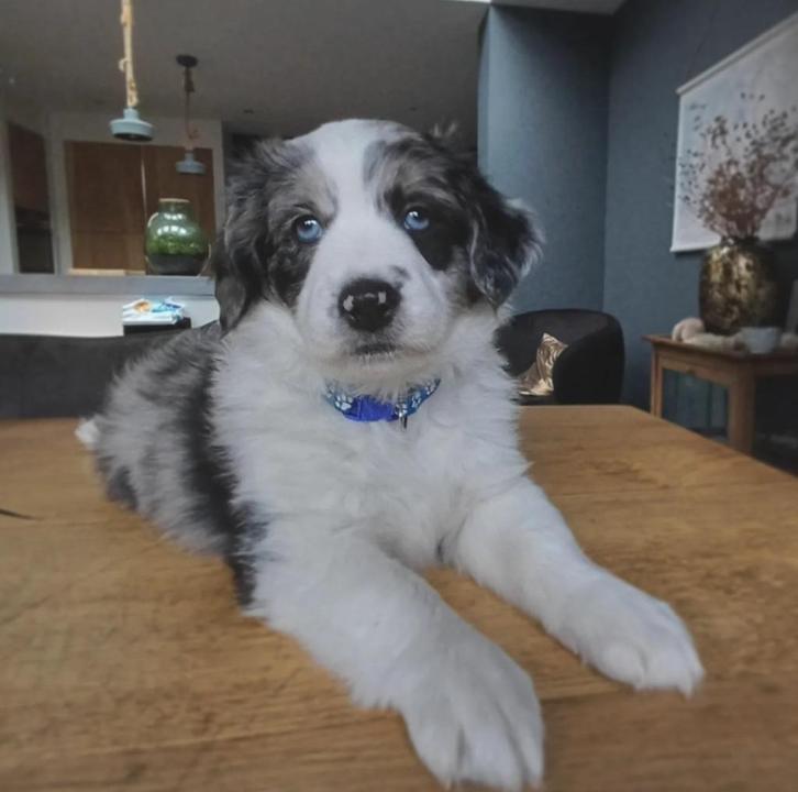 Pups friese stabij x corgi, Dieren en Toebehoren, Honden | Niet-rashonden, Middel, Teef, Particulier, Eén hond, Nederland, 8 tot 15 weken
