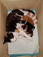 5 kittens geboren op 13 augustus, Dieren en Toebehoren, Katten en Kittens | Overige Katten
