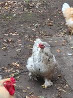 Brahma groot, Dieren en Toebehoren, Pluimvee, Meerdere dieren, Kip