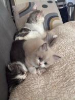 Kitten Blue Point (Ragdoll x Britse langhaar), Dieren en Toebehoren, Katten en Kittens | Dekkaters, 0 tot 2 jaar