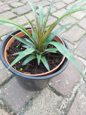 Ananasplant in pot