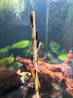 Neocardina garnalen, Dieren en Toebehoren, Vissen | Aquariumvissen, Kreeft, Krab of Garnaal