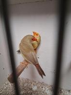 2 mooie koppels binsen astrildes, Meerdere dieren, Kleurkanarie