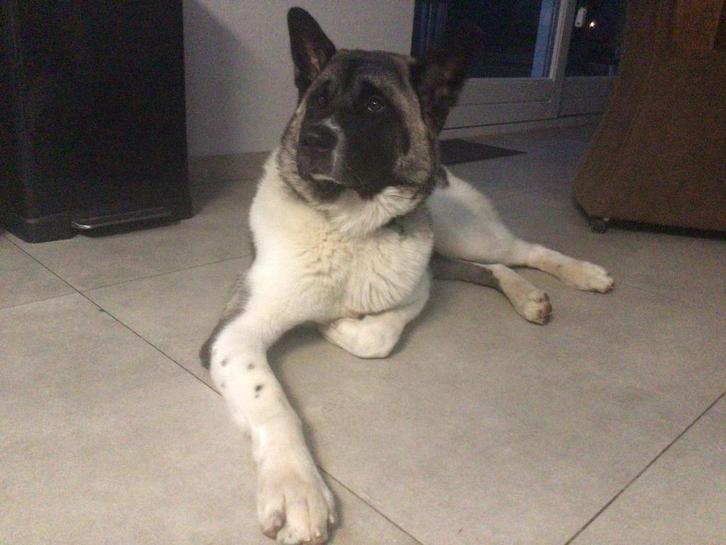 Amerikaanse Akita Inu Dekreu (niet te koop), Dieren en Toebehoren, Honden | Dekreuen, Reu, Particulier, Eén hond, België, 1 tot 2 jaar