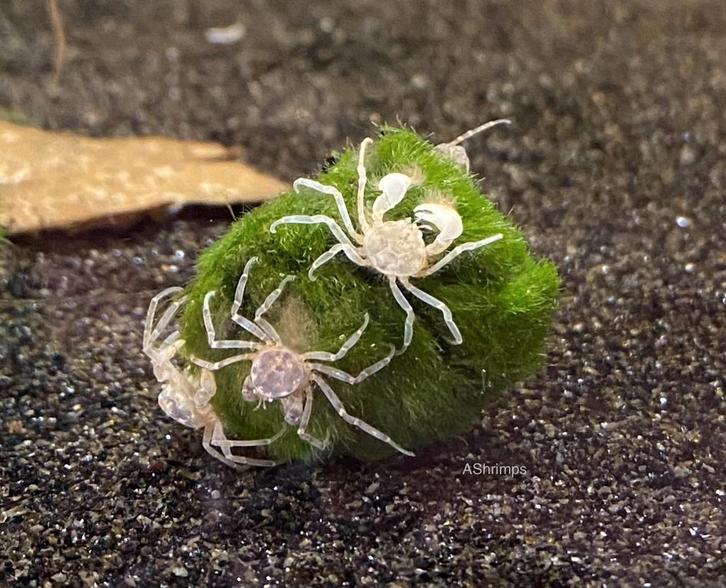 Limnopilos naiyanetri Microspider, Dieren en Toebehoren, Vissen | Aquariumvissen, Zoetwatervis, Kreeft, Krab of Garnaal, Schoolvis