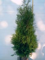 Haagplanten Thuja coniferen Prunus Laurus Hedera klimop, Tuin en Terras, Ophalen, Laurier, 100 tot 250 cm